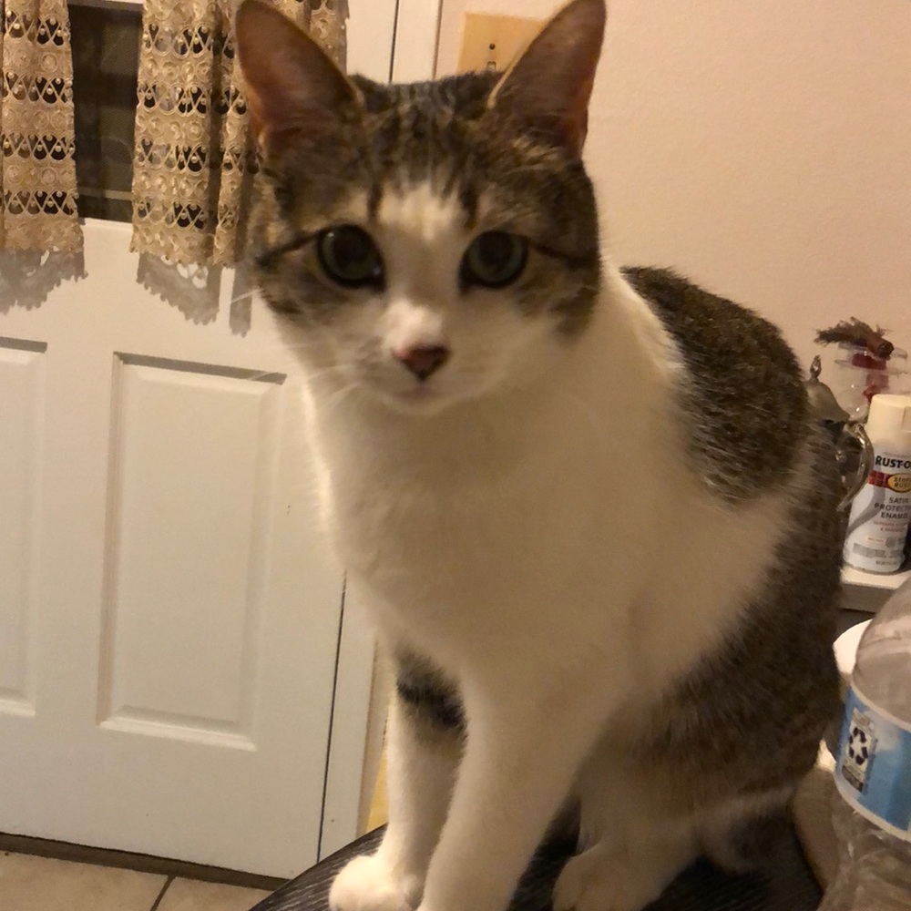 Meet your Posher, Roxanna